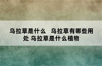 乌拉草是什么   乌拉草有哪些用处 乌拉草是什么植物